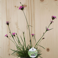 dianthus-carthusianorum-floretia-13er-3194.jpg