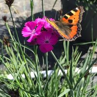 dianthus-carthusianorum-kartaeuser-nelke-3194-v.jpg