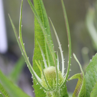 dispascus-fullonum-wilde-karde-3196.jpg