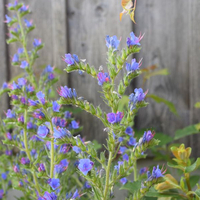 echium-vulgare-3197.jpg