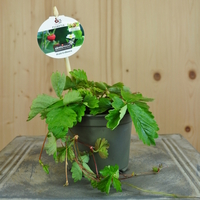 fragaria-vesca-floretia-10-5er-3592-v.jpg