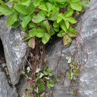 fragaria-vesca-floretia-3592.jpg