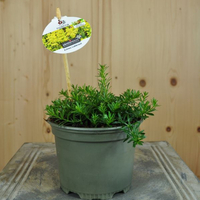 galium-verum-floretia-13er-3461-1.jpg