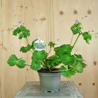 geranium-pyrenaicum-13er-floretia-3198.jpg