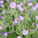 geranium-pyrenaicum-3198-3357-2.jpg