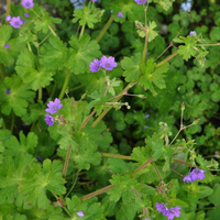 geranium-pyrenaicum-3198-3357.jpg