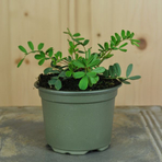 hippocrepis-comosa-10-5er-floretia-3593.jpg