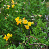 hippocrepis-comosa-floretia-3593.jpg