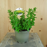 hypericum-perforatum-13er-floretia-3199.jpg
