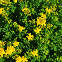 hypericum-perforatum-floretia-3199.jpg