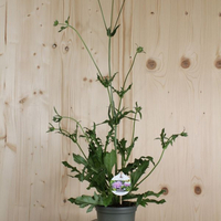 knautia-arvensis-floretia-13er-3462.jpg