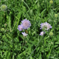 knautia-arvensis-floretia-3462.jpg