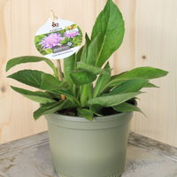 knautia-avensis-floretia-13er-3462.jpg
