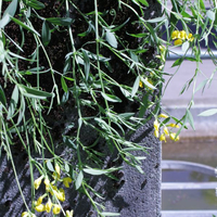 lathyrus-pratensis-3212.jpg