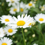 leucanthemum-vulgare-3200-3358.jpg