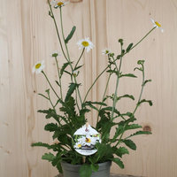 leucanthemum-vulgare-floretia-13er-3200.jpg