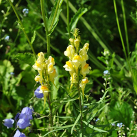 linaria-vulgaris-floretia-3463.jpg