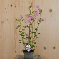 malva-moschata-13er-floretia-3464.jpg