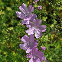 malva-moschata-floretia-3464.jpg