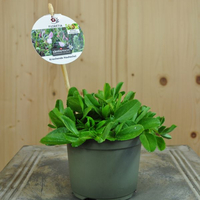 ononis-repens-floretia-10-5er-3594.jpg