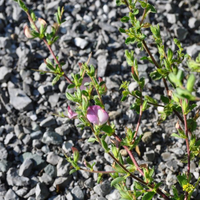 ononis-repens-floretia-3594.jpg