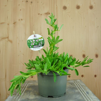 ononis-spinosa-floretia-13er-3598.jpg