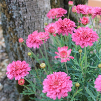 argyranthemum-frutescens-raspberry-ruffles-2904.jpg