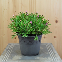 argyranthemum-frutescens-lolly-14er-3764.jpg