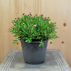Argyranthemum frutescens