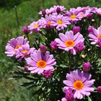 argyranthemum-frutescens-lolly-3764.jpg
