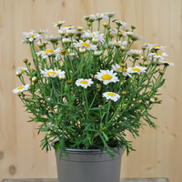 argyranthemum-frutescens-molimba-maggy-white-12er-1475.jpg