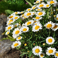 argyranthemum-frutescens-molimba-magy-white-1475.jpg