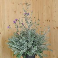 centaurea-silver-feather-21er-3305.jpg