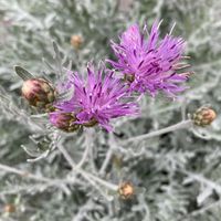 centaurea-silver-feather-3305-3-v.jpg