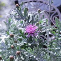 centaurea-silver-feather-3305.jpg