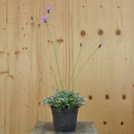 centaurea-simplicaulis-14er-3256.jpg