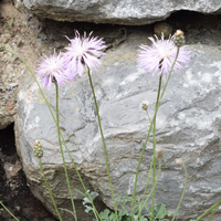 centaurea-simplicicaulis-3256.jpg