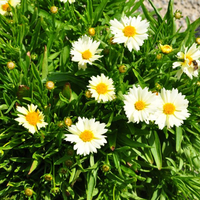coreopsis-x-hybrida-up0tick-cream-3678.jpg