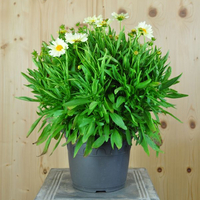 coreopsis-x-hybrida-uptick-cream-21er-3678.jpg