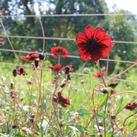 cosmos-atrosanguineum-chocamocha-2047.jpg