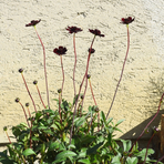 cosmos-chocomoca-2047-1741.jpg
