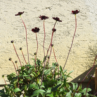 cosmos-chocomoca-2047-1741.jpg
