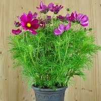 cosmos-bipinnatus-sonata-carmin-25er-1816.jpg