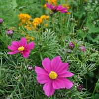 cosmos-sonata-carmin-2050-1816-1847.jpg