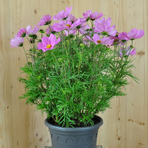 cosmos-bipinnatus-sonata-pink-25er-1815.jpg