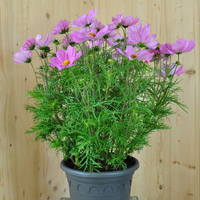 cosmos-bipinnatus-sonata-pink-25er-1815.jpg