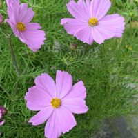 cosmos-rosa-2051-1815-2443.jpg