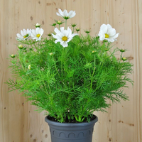 cosmos-bipinnatus-sonata-white-25er-1818.jpg