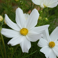 cosmos-weiss-2196-1818-1848.jpg