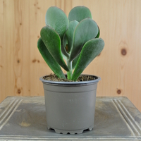 cotyledon-orbiculata-winner-10-5er-3823-1.jpg